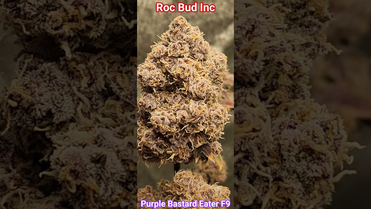 Purple Bastard Eater F9 by Roc Bud Inc. For Educational purposes only! (18+) 