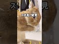 ウサギが自分からスポ毛を抜く瞬間 #うさぎ #bunny #cute