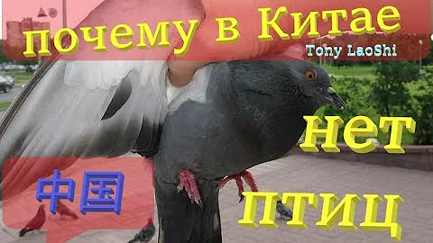 Почему в Китае нет птиц? 自行车