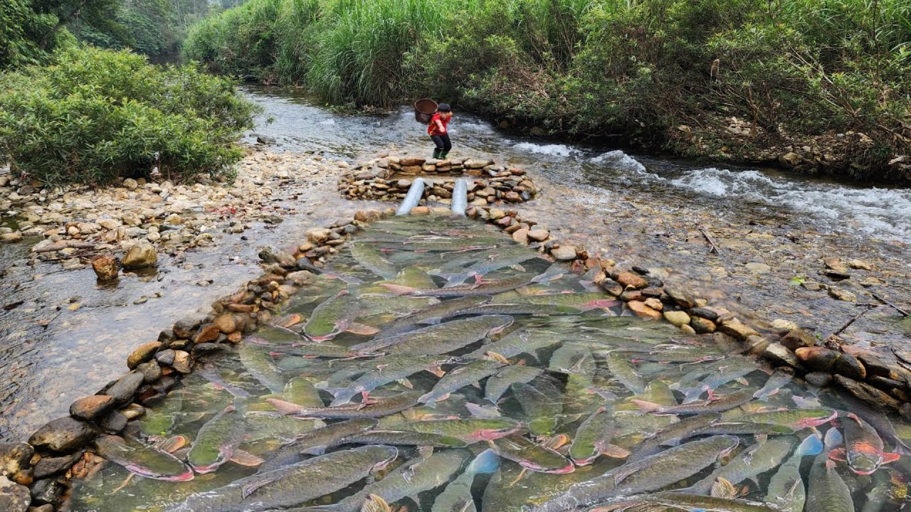 Boy Lam used PVC pipe to make fish trap, and caught many big fish in ...