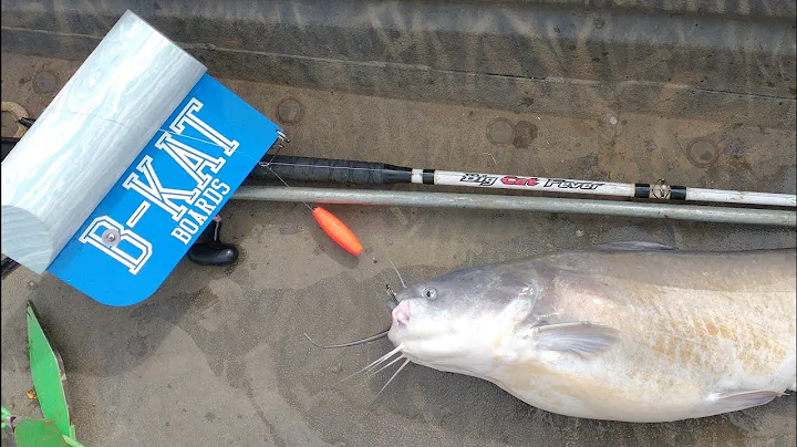 Catfishing With Planer Boards For Dummies