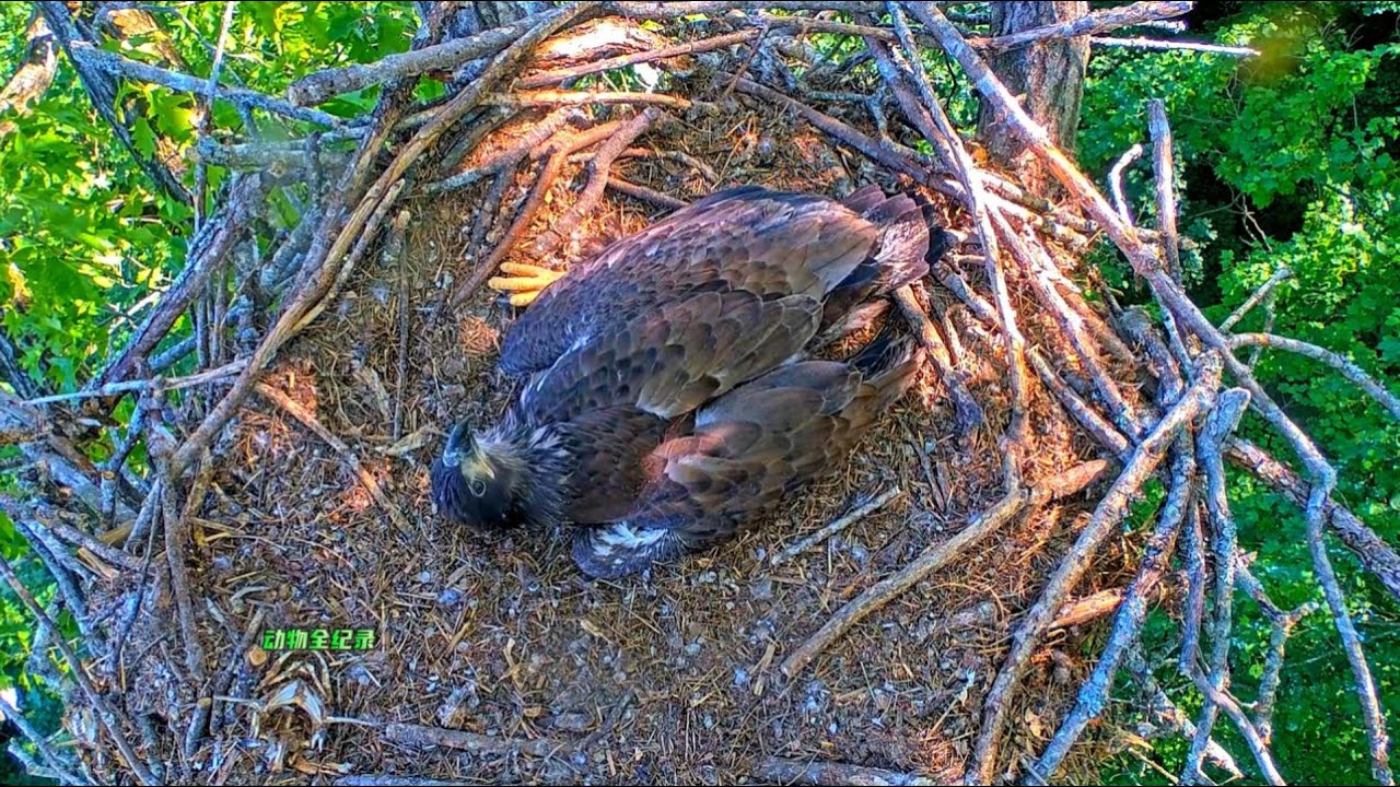 三毛死了，二毛也不在了，大毛变了，它变得郁郁寡欢了