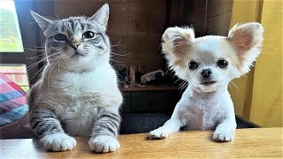 Funny animal videos😆 Funny cat videos and dogs - Funny Animals 293 by Happy Dog 1,307,478 views 10 months ago 11 minutes, 18 seconds