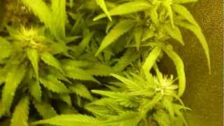 Week 6 12/12 (Week 4 Flower) - DR 60.
