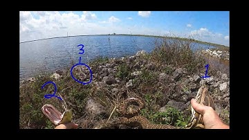 Lots of Pythons! 3 In One Spot! - Python Hunting in the Florida Everglades - Episode 4