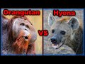 Orangutan vs Hyena - Who Would Win In a Fight?