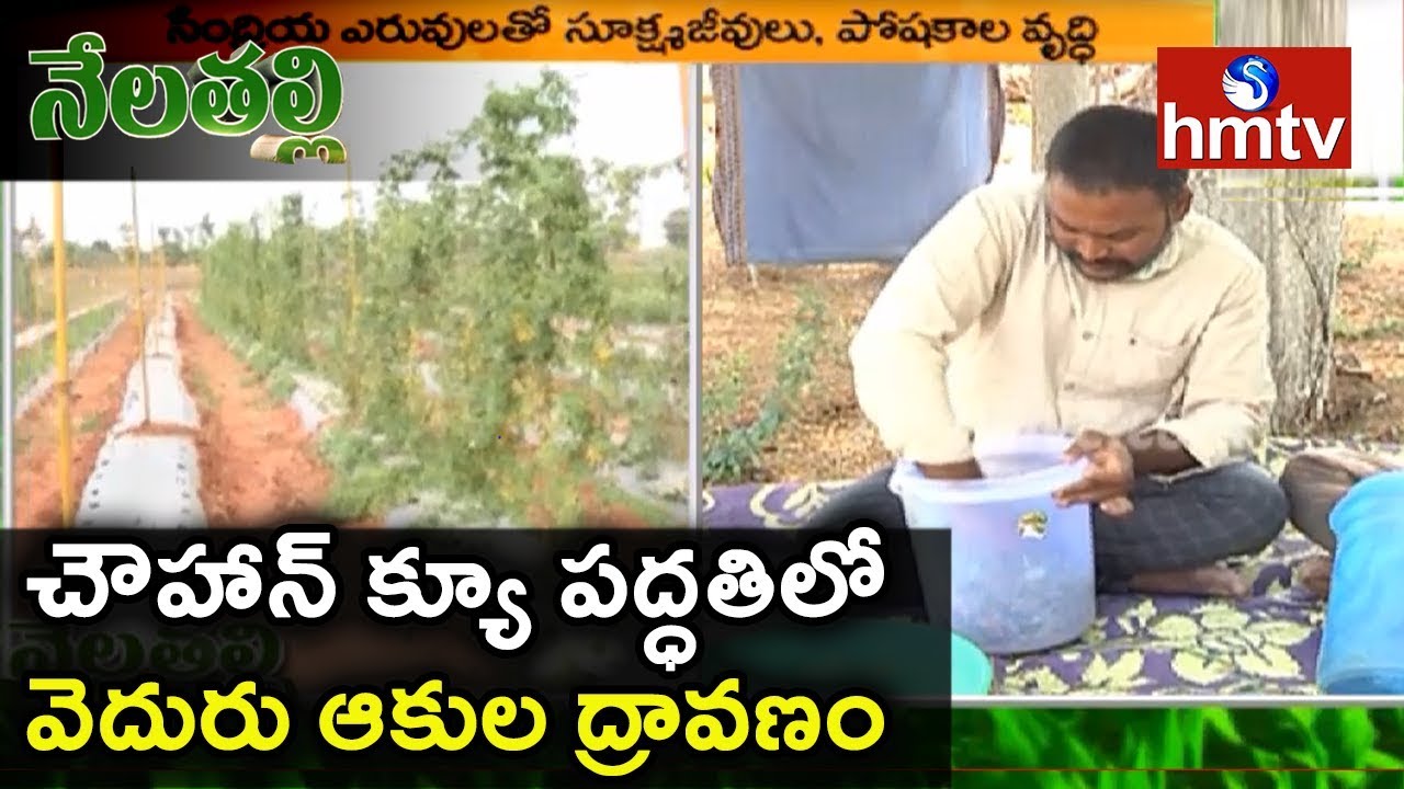 చౌహాన్ క్యూ పద్ధతిలో వెదురు ఆకుల ద్రావణం By Expert Siva Prasad | Nela Thalli | hmtv