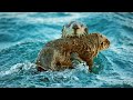 Sea otters hold hands to keep safe  spy in the wild  bbc earth kids
