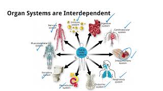 Homeostasis | Grade 10 Science