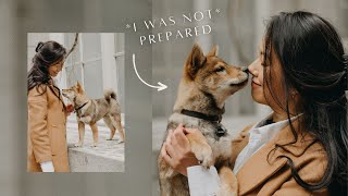 getting a SHIBA INU: how my LIFE CHANGED