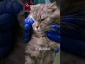 Hasilkan 390 Juta Hanya Dari Jasa Kasih Makan Kucing #shorts