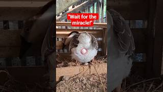 Wait for it... A New Life Begins! 👀🪺#Goose #Nature #Animals #Wildlife #FarmLife #Shorts #EggLaying