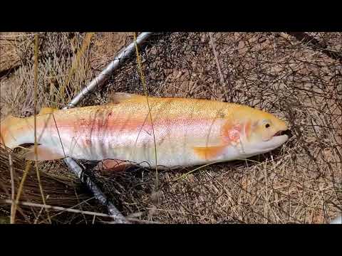 Video: RV Kev Qhia Txog Qhov Chaw: Yellowstone National Park