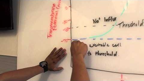 Modeling Project 2014: Action Potential