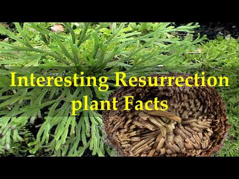 Interesting Resurrection plant Facts