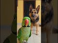 #comedy #animals 🤣