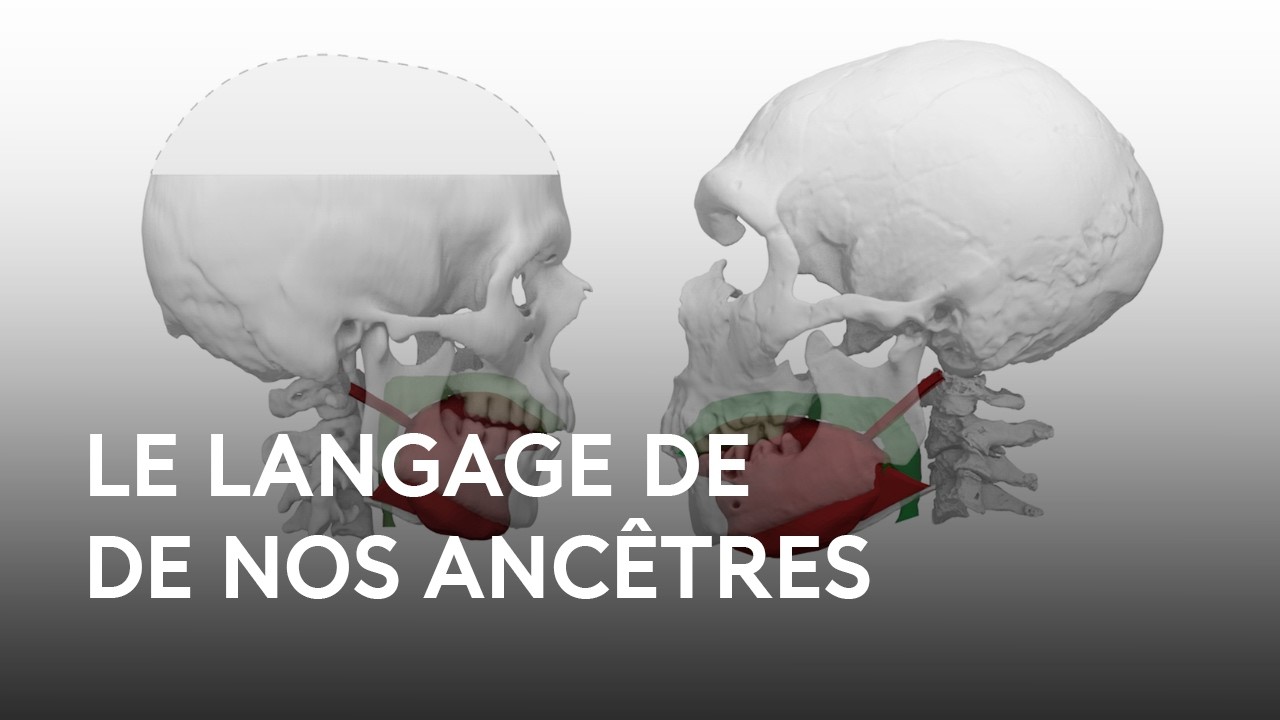 L'origine du langage, apports de la linguistique et de la paléoanthropologie