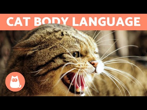 वीडियो: 4 तरीके आप अपनी बिल्ली की शारीरिक भाषा को गलत बता सकते हैं