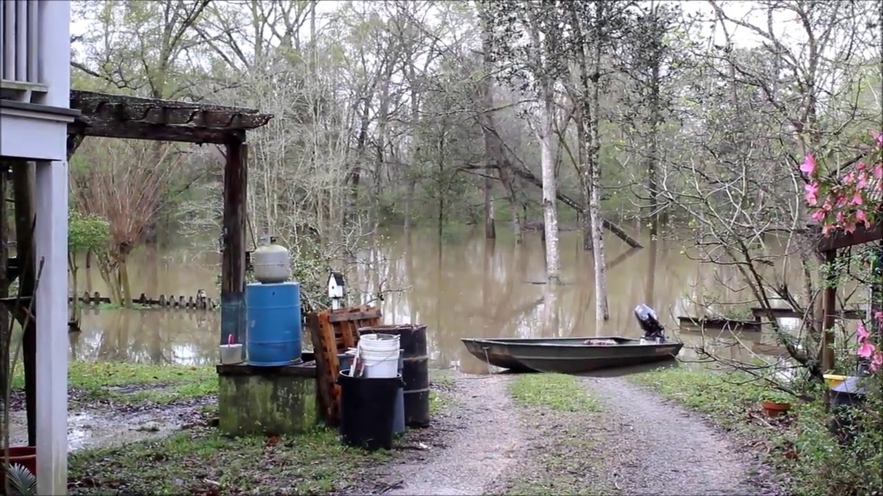 The Amite River is still rising YouTube