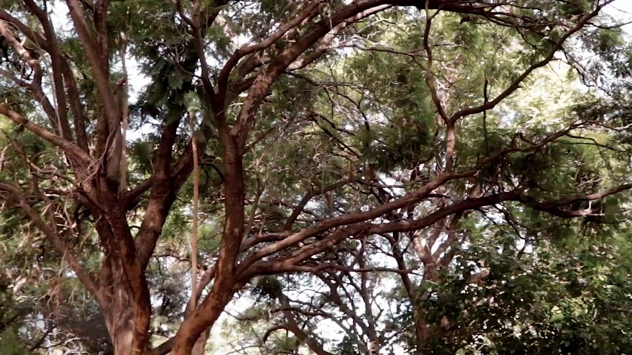 Wa Pelo _ Anthony Molosi ( Setswana Poetry )