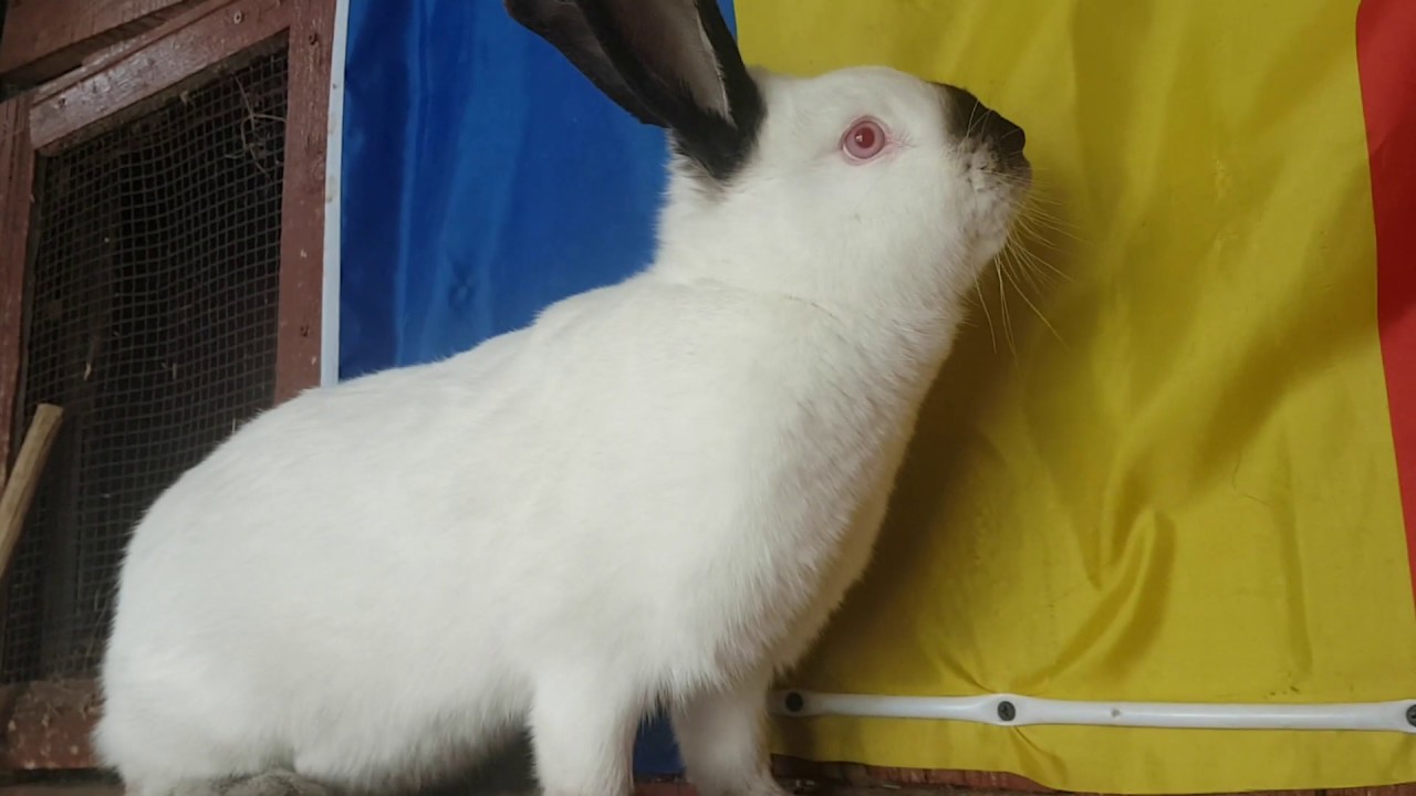 De ce iepurii isi mananca puii??