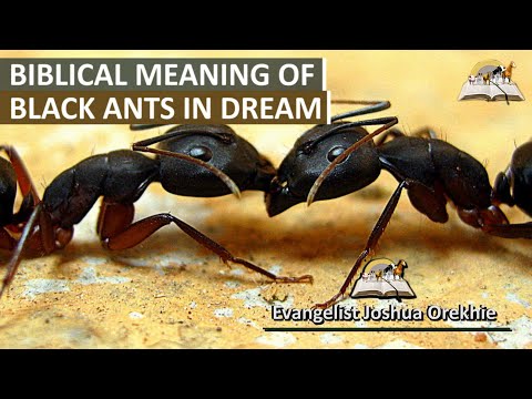 What Does Small Black Ants Mean Spiritually