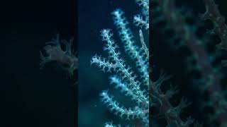 When you dive 2,500 meters down and realize the deep ocean looks more like outer space. 🌊🚀