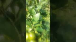 Download Lagu jerrok manis bro MP3