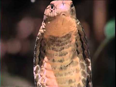 King Cobra