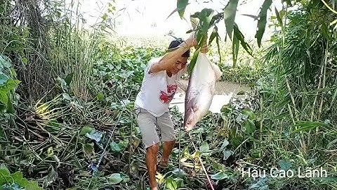 Săn cá Tra khủng ao lục bình, lên luôn hugo 6kg, Tập 35 - Hậu Cao Lãnh