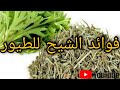 فوائد  الشيح للطيور