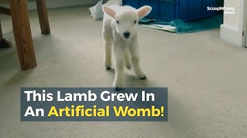 This Lamb Grew In An Artificial Womb!