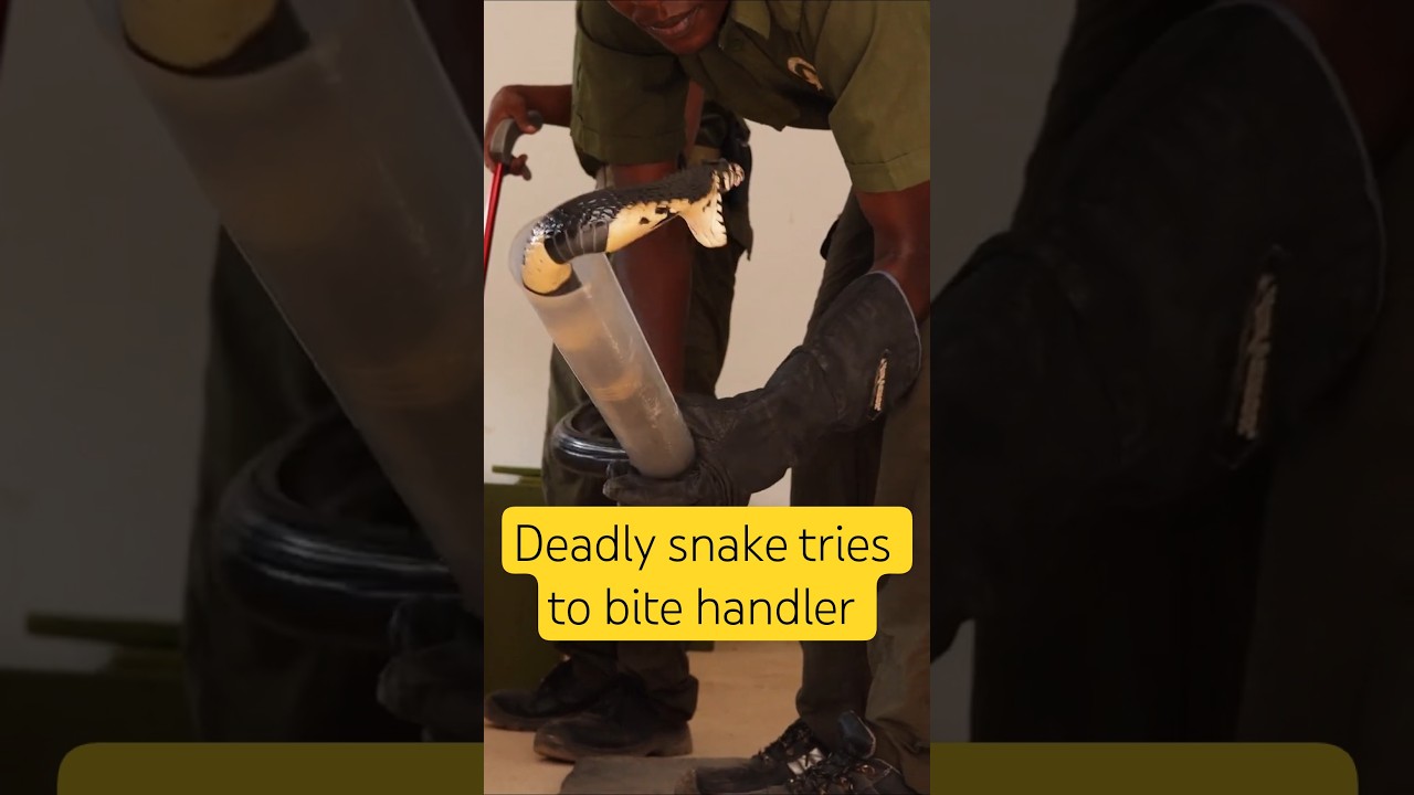 Deadly Cobra Tries to Bite Handler 