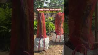 Gigantus bamboo plants available | ￼ call/WhatsAppon-:8822497896 | wholesale Bmboo nursery of India