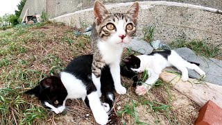 遊びたい盛りの子猫兄弟が楽しそうにプロレスごっこで大暴れ！