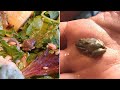 Woman Finds Tiny, Live Frog in Her Salad and Kept It as a Pet