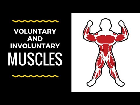 Voluntary  and Involuntary muscles