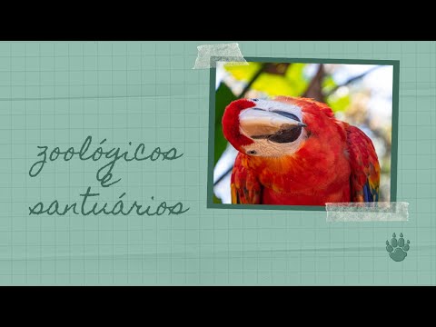 Vídeo: Diferença Entre Zoológico E Santuário