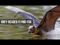 Grey headed flying foxes  slowmotion and dipping behaviour