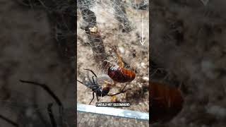 Did You Know This About Black Widows! 🕷🕸#shorts
