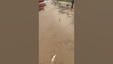 ĐỨA EM TRAI ĐƯỢC NGÀY NGHỈ ĐI CÂU CÁ ĐỤC NGOÀI BIỂN QUÁ ĐÃ , CÁ ĐỤC NẤU CHUA & KHO TIÊU TỎI SỐ DÁCH👍