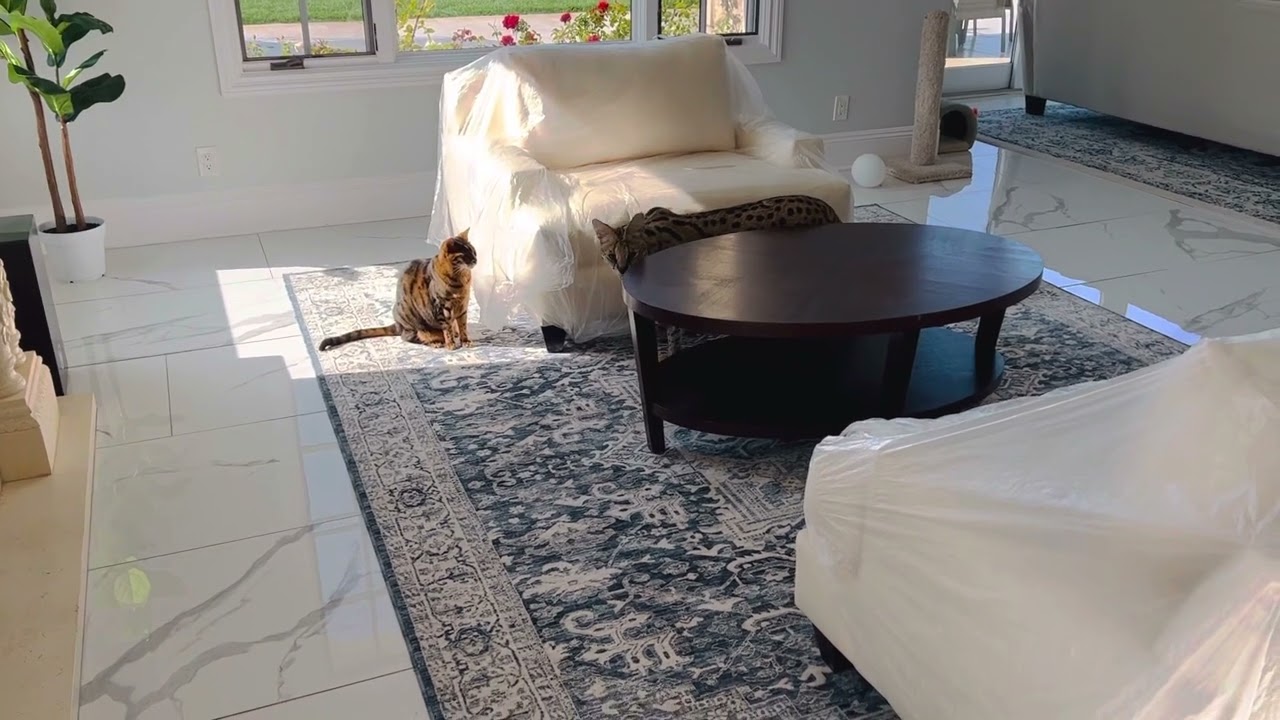 African Serval Cat hunting for prey