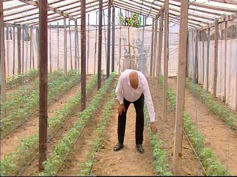 Video: Qara, Mavi Və şokoladlı Pomidor Yetişdirilməsi