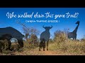 ALL THE ANIMALS that walked past my trail camera in the Hoedspruit Wildlife Estate! | Episode 1