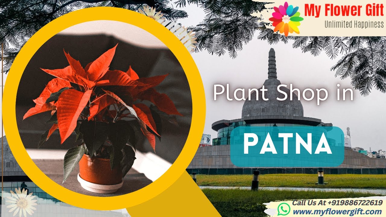 Plant shop in Patna Online Plant Delivery in Patna Same Day and