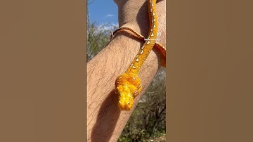 Biak Green Tree Python (Morelia Azurea)