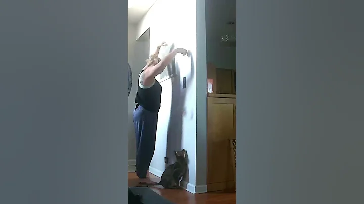 Video 5816921: bengal savannah kitten, bengal mix kitten, bengal kitten jumping