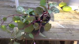 ⟹ Malabar Spinach | Basella alba | its growing fast!