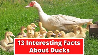 13 Interesting Facts About Ducks | Global Facts
