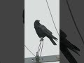 ハシボソガラスの鳴き声